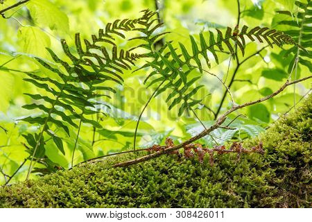 Common Polypody Fern Polypodium Vulgare Grows Among Thick Moss. Polypodium Vulgare, The Common Polyp