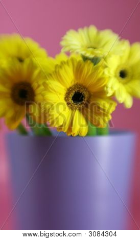 Daises