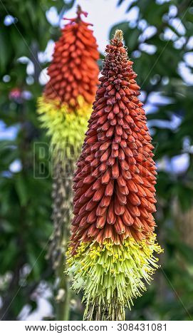 Kniphofia Hirsuta Also Called Tritoma, Red Hot Poker, Torch Lily, Knofflers, Traffic Lights Or Poker