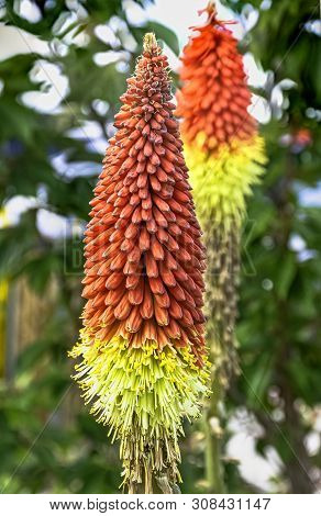 Kniphofia Hirsuta Also Called Tritoma, Red Hot Poker, Torch Lily, Knofflers, Traffic Lights Or Poker