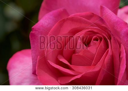 Macro Of A Pink Rose With The Name: Parole
