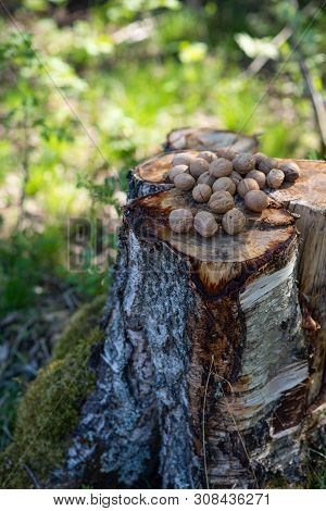 Inshell Walnuts, Scattered On The Stump, Outdoors On The Background Of Lystra. Summer