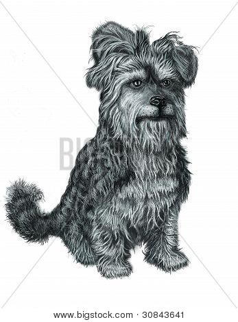 Cane