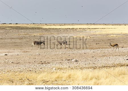 Animals Arriving At Water Hole In Namibia Desert
