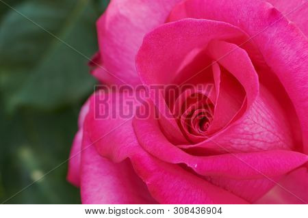 Macro Of A Pink Rose With The Name: Parole