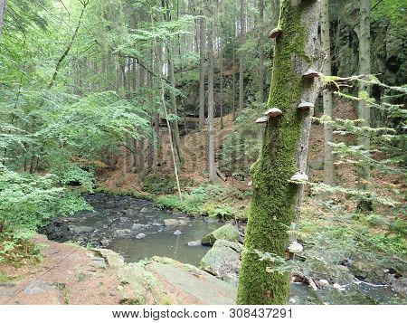 Beautiful Valley Of Wild Doubrava River In Bohemian Highlands In Checz Republic