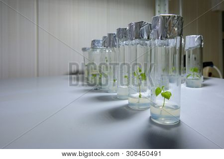 Cloned Decorative Micro Plants In Test Tubes With Nutrient Medium. Micropropagation Technology In Vi