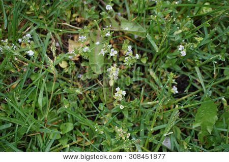 Thyme-leaved Speedwell  (veronica Serpyllifolia), Also Called Thymeleaf Speedwell, Blooms In Harbor 