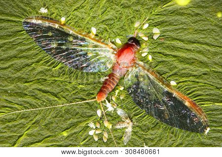 Cyanobacteria, also known as Cyanophyta on water surface.  Can produce neurotoxins a other toxins.   Algal blooms, which can become a danger to humans and animals. Dead Mayfly in swamp.