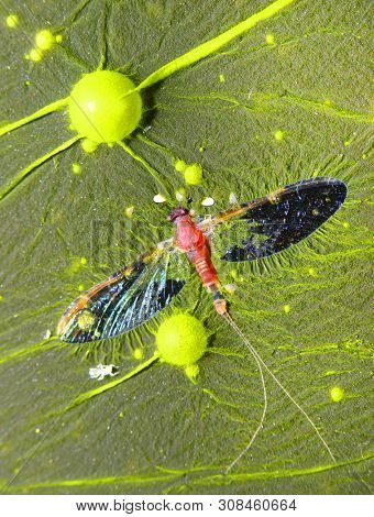 Cyanobacteria, also known as Cyanophyta on water surface.  Can produce neurotoxins a other toxins.   Algal blooms, which can become a danger to humans and animals. Dead Mayfly in swamp.