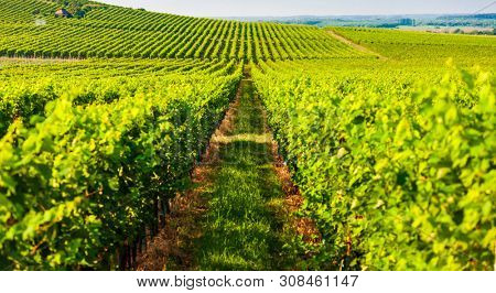 wineyard near Villany in Hungary