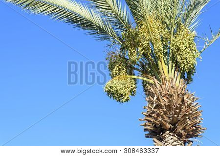 A Cluster Of Dates On The Date Palm Tree Against Blue Sky. Jews Eat New Fruits On Rosh Hashanah Date