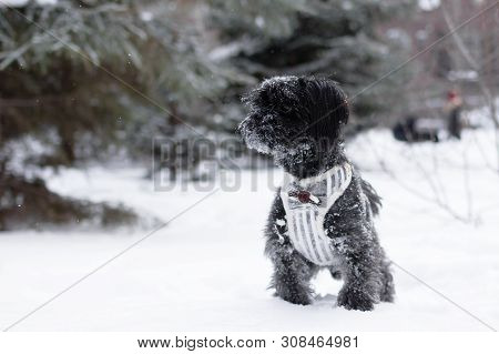 Portrait Of Black Russian Colored Lap Dog Phenotype On A Background Of Coniferous Forest At Winterti