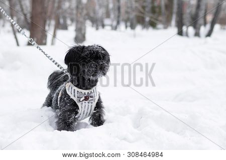 Portrait Of Black Russian Colored Lap Dog Phenotype On A Background Of Coniferous Forest At Winterti