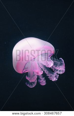purple jellyfish rhizostoma pulmo underwater