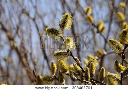 Twig Of A Willow Tree In Forest With Male Catkins Full With Pollen