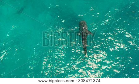 Place To Snorkel And Scuba Drive And Whale Shark Watching, Top View, Oslob, Philippines. Clean Blue 