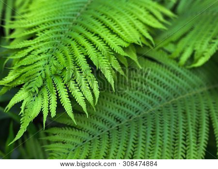 beautiful brught green fern background