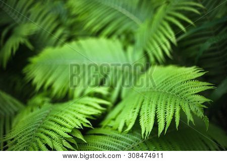 beautiful brught green fern background