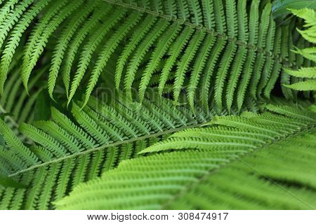 beautiful brught green fern background