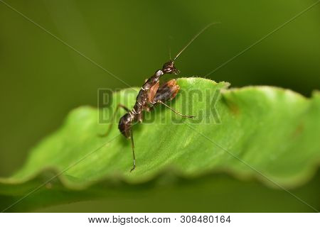 Odontomantis Planiceps, Asian Ant Mantis Species Of Praying Mantis, Hyderabad, Telangana State Of In