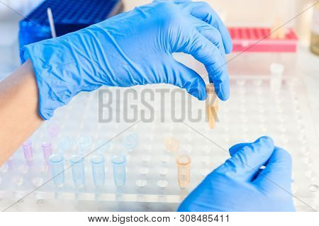 Laboratory Micro Pipette Drops The Biological Solution In Eppendorf