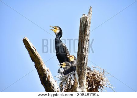 Indian Cormorant Or Indian Shag, Phalacrocorax Fuscicollis, Hyderabad, Telanagana India