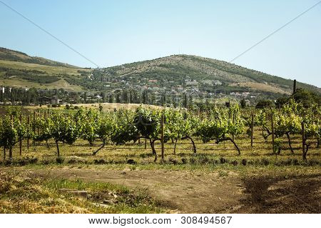 Amazing Views Of The Vineyards And Mountains Of Crimea And Flowering Lavender. Beautiful Landscape O