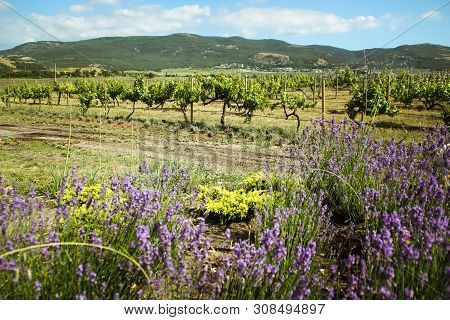 Amazing Views Of The Vineyards And Mountains Of Crimea And Flowering Lavender. Beautiful Landscape O