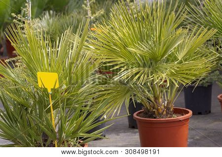 Palm Leaves Chamaerops Humilis Fan Palm
