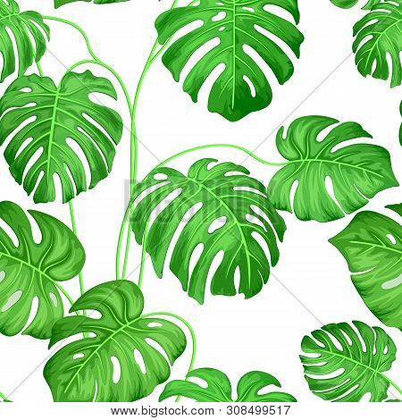 Seamless Background With Monster Leaves Of Tropical Plants. Exotic Monster Leaves On White Backgroun