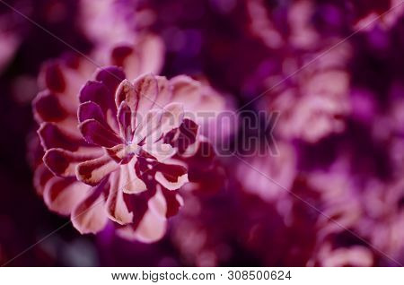 Rhodiola Rosea Plants Outdoors. This Flower Has Strong Medical Effect. Purple Toned Photo. - Image