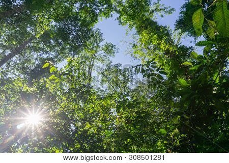 Rainforest Landscape With Lensflare As Sun Breaks Through Between Lush Foliage In Danum Valley, Saba