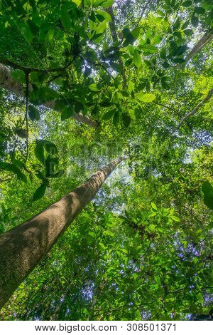 Rainforest Landscape With Lensflare As Sun Breaks Through Between Lush Foliage In Danum Valley, Saba