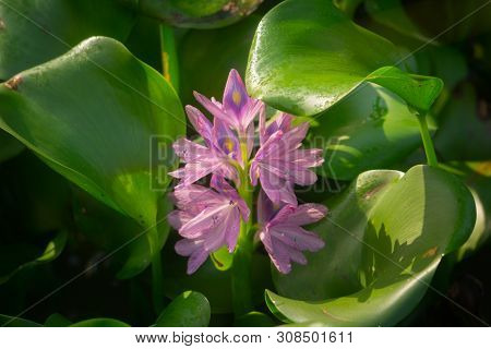 Purple Water Hyacinth Flower Close-up In Borneo