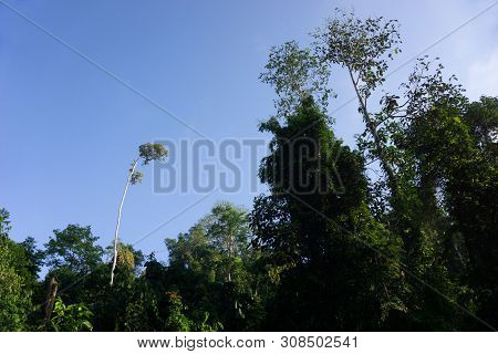 Dense Tropical Jungle In Morning Light And Fog, Danum Valley Sabah Borneo.