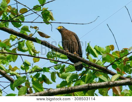 Serpent Eagle On Branch Against Blue Sky In Bukit Piton Sabah, Borneo Malaysia