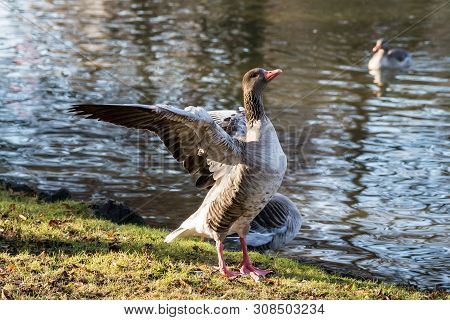 The Greylag Goose, Anser Anser Is A Species Of Large Goose In The Waterfowl Family Anatidae And The 