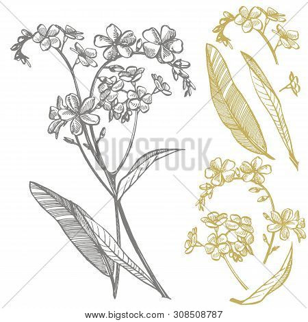 Forget-me-not Flowers. Botanical Illustration. Good For Cosmetics, Medicine, Treating, Aromatherapy,