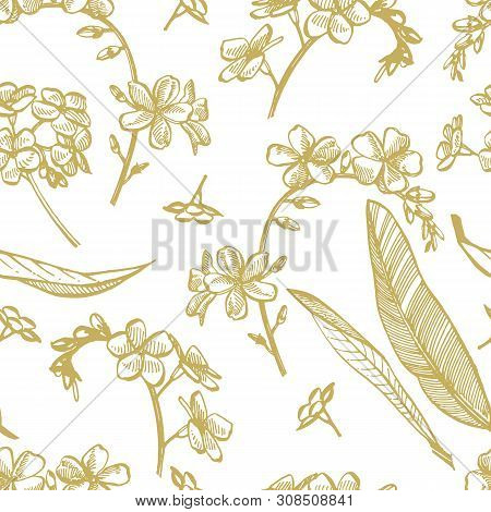 Forget-me-not Flowers. Botanical Illustration. Good For Cosmetics, Medicine, Treating, Aromatherapy,