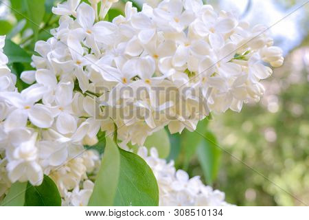 White Lilac Shrub Flowers Blooming In Spring Garden. Common Lilac Syringa Vulgaris Bush. Close-up Wi
