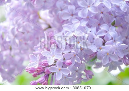 Lilac Shrub Flowers Blooming In Spring Garden. Common Lilac Syringa Vulgaris Bush. Close-up With Sof