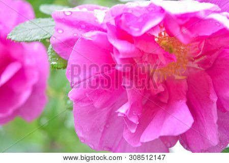 Closeup Of Pink Dogrose Or Briar Flower With Soft Focus. Macro View Of Flowering Rose Hips Of Briar 