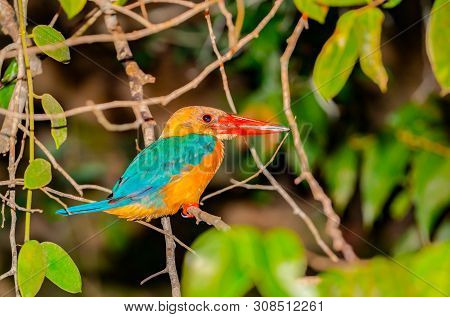 Stork-billed Kingfisher With Bright Orange Bill Or Beak On Branch On Side Of Kinabatangan River, Sab