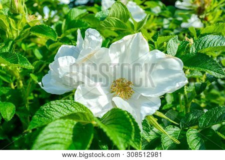 Closeup Of White Dogrose Or Briar Flower With Soft Focus. Macro View Of Flowering Rose Hips Of Briar