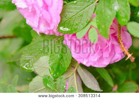 Closeup Of Pink Dogrose Or Briar Flower With Soft Focus. Macro View Of Flowering Rose Hips Of Briar 