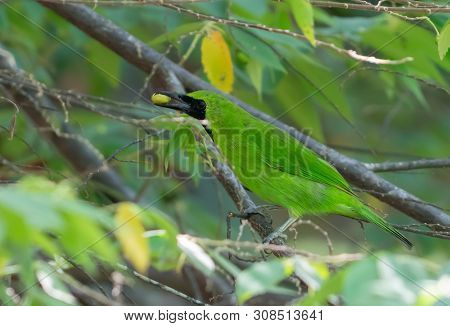Lesser Green Leafbird In Tree With Berry Male