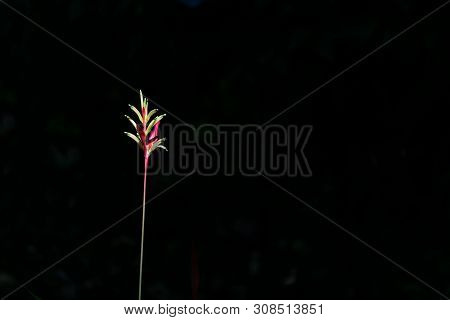 Yellow And Red Heliconia Flower On Black Background  Caught In Sunlight