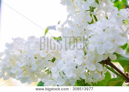 White Lilac Shrub Flowers Blooming In Spring Garden. Common Lilac Syringa Vulgaris Bush. Close-up Wi