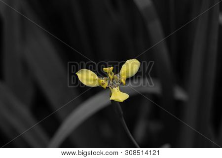 Yellow And Speckled Orchid On Dark Background